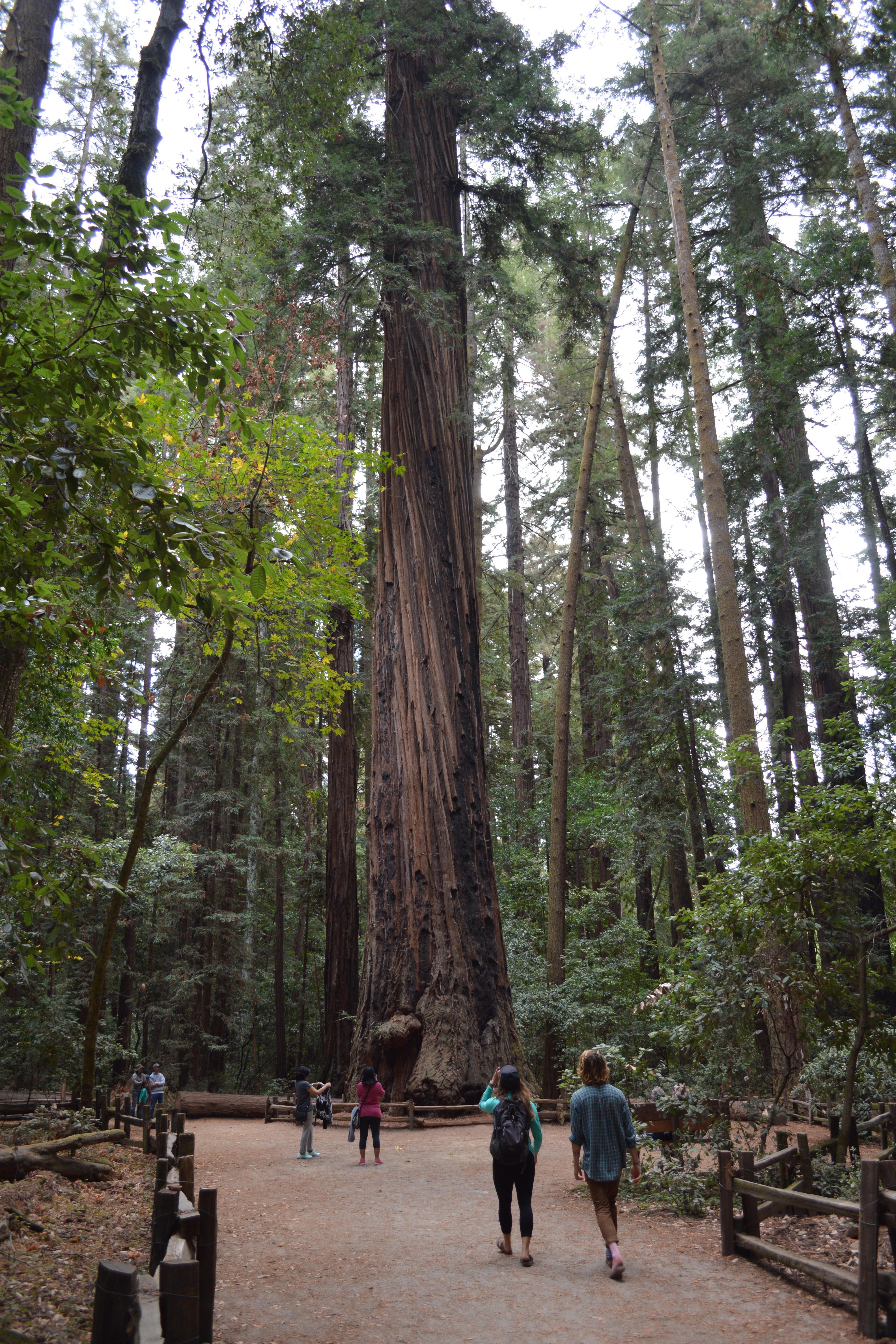 Henry Cowell Redwoods State Park